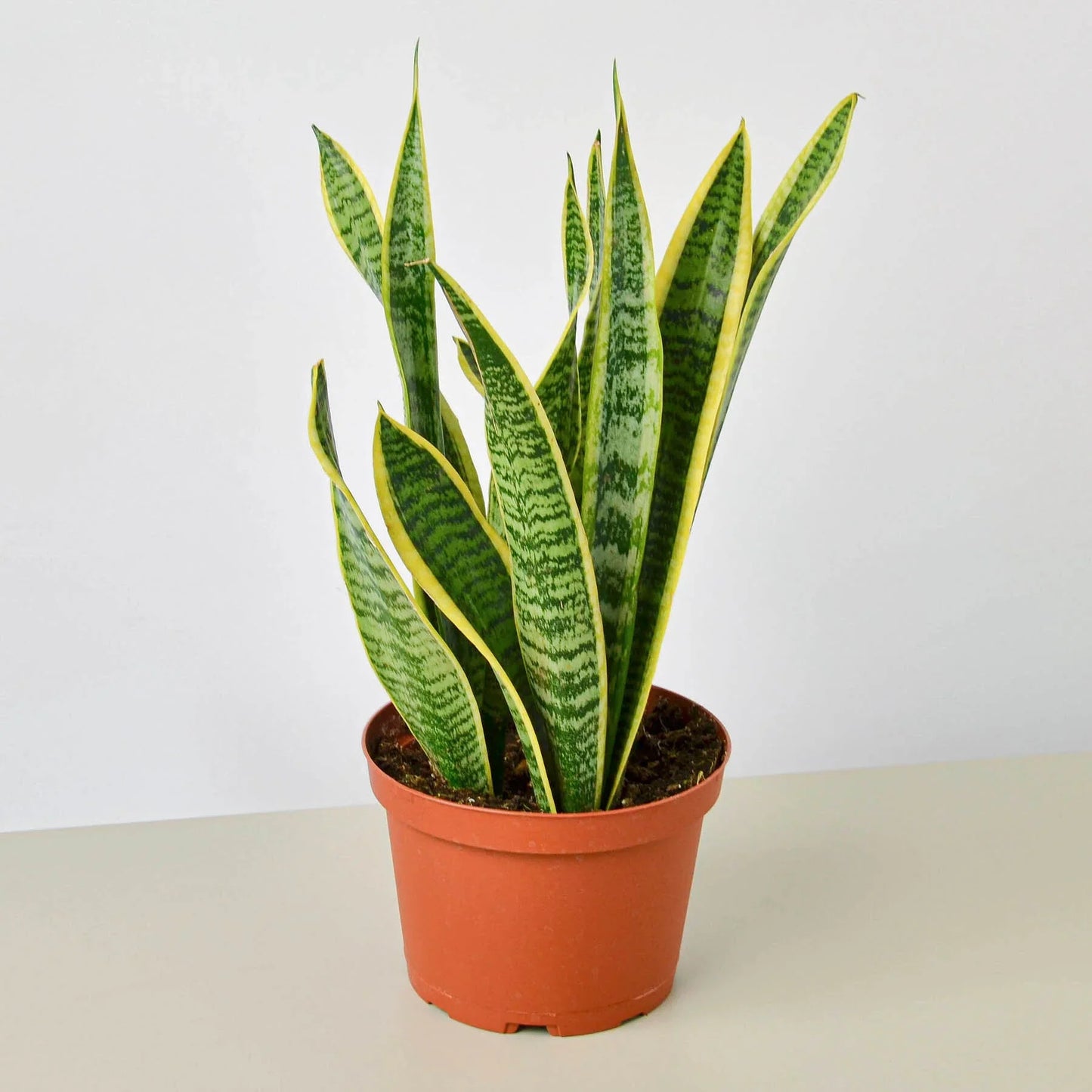 Snake Plant ‘Laurentii’ | Bold, Air-Purifying Foliage