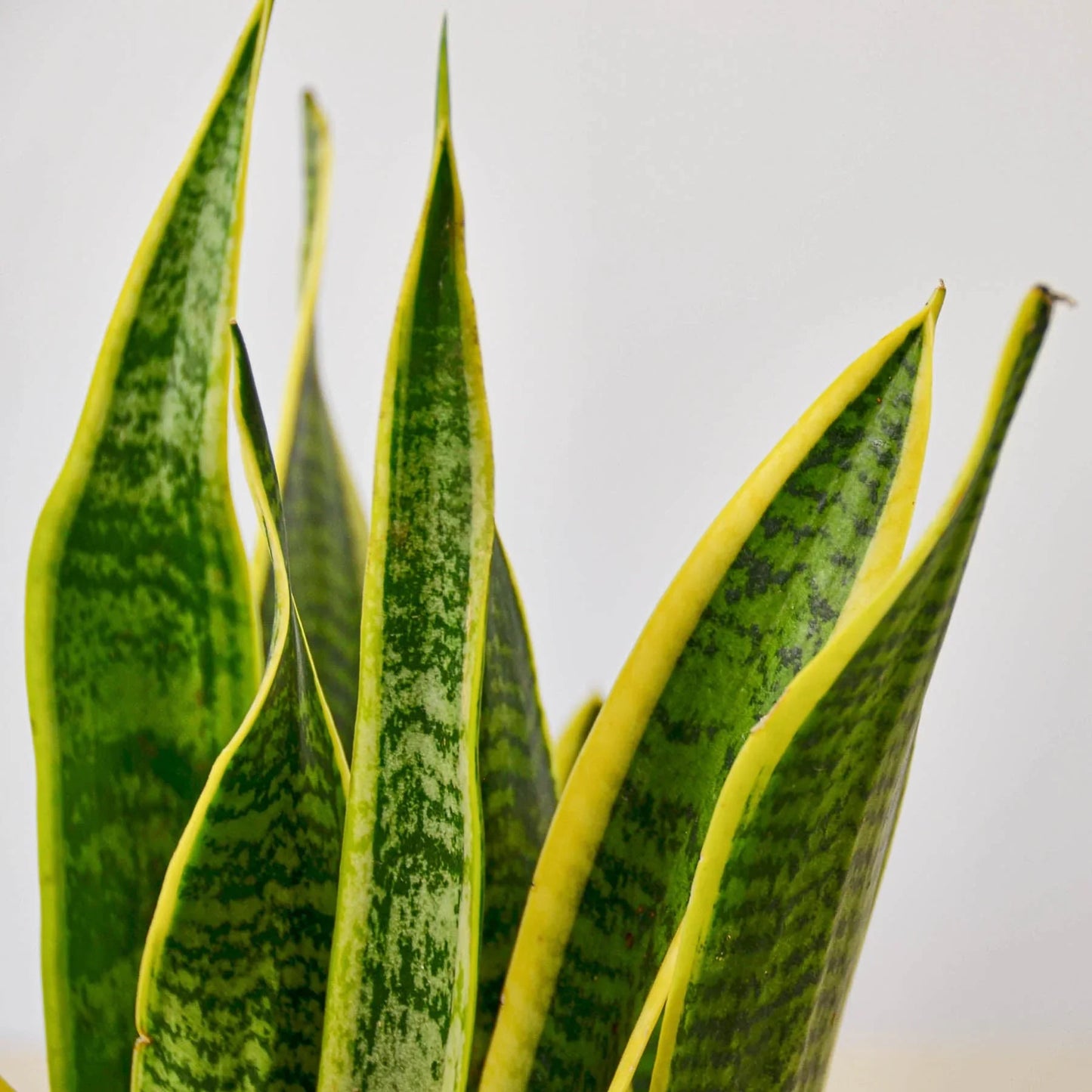 Snake Plant ‘Laurentii’ | Bold, Air-Purifying Foliage