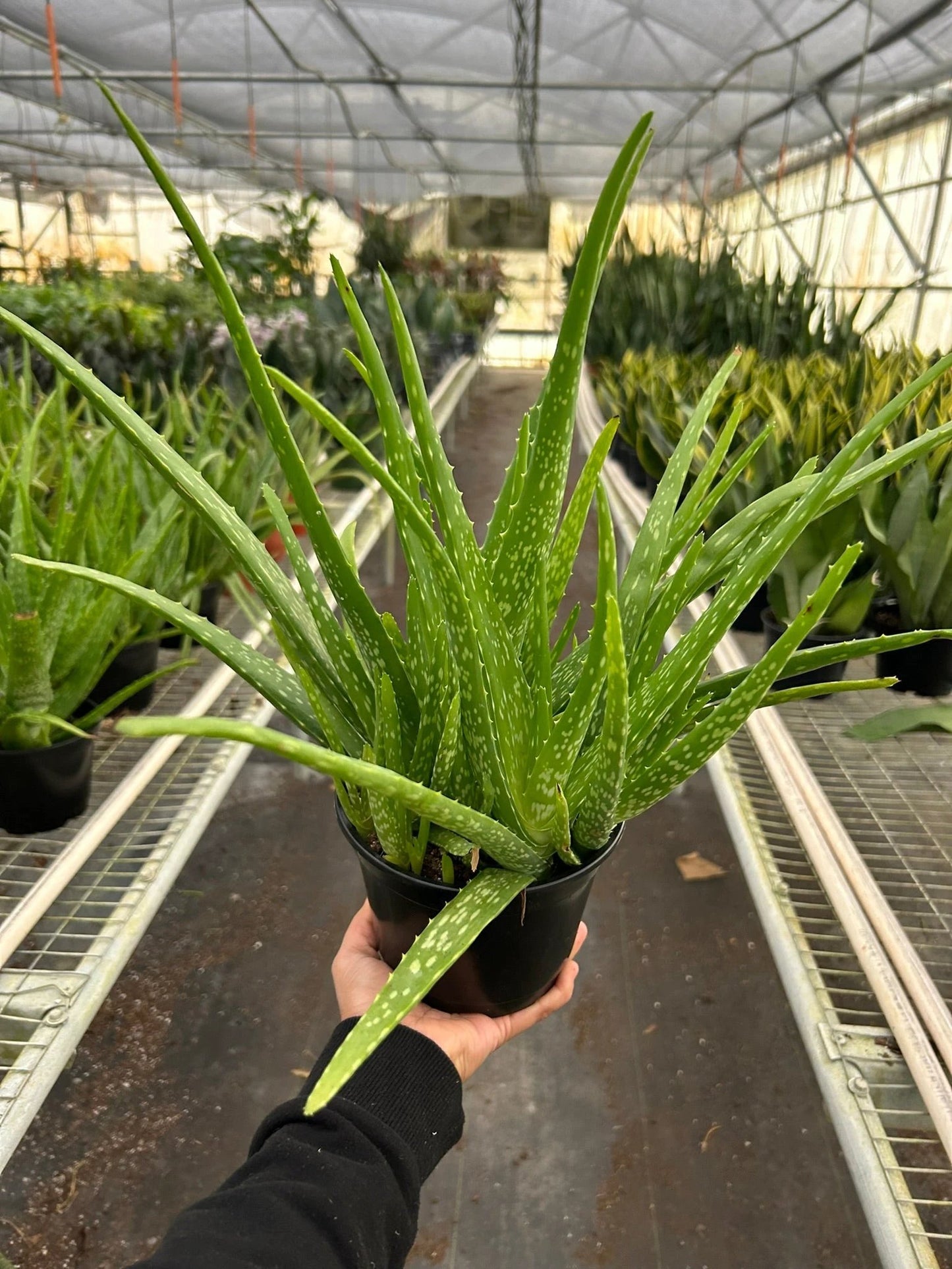 Easy-care Aloe Vera live houseplant with bold green spiky leaves patterned with white speckles in a black pot. Shipped live by Plants & Roses Inc.