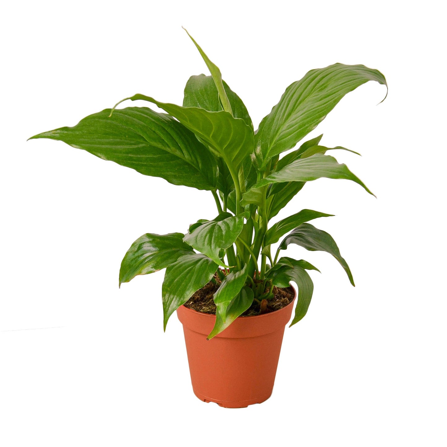 Peace Lily | Flowering, Low-Light Air Purifier