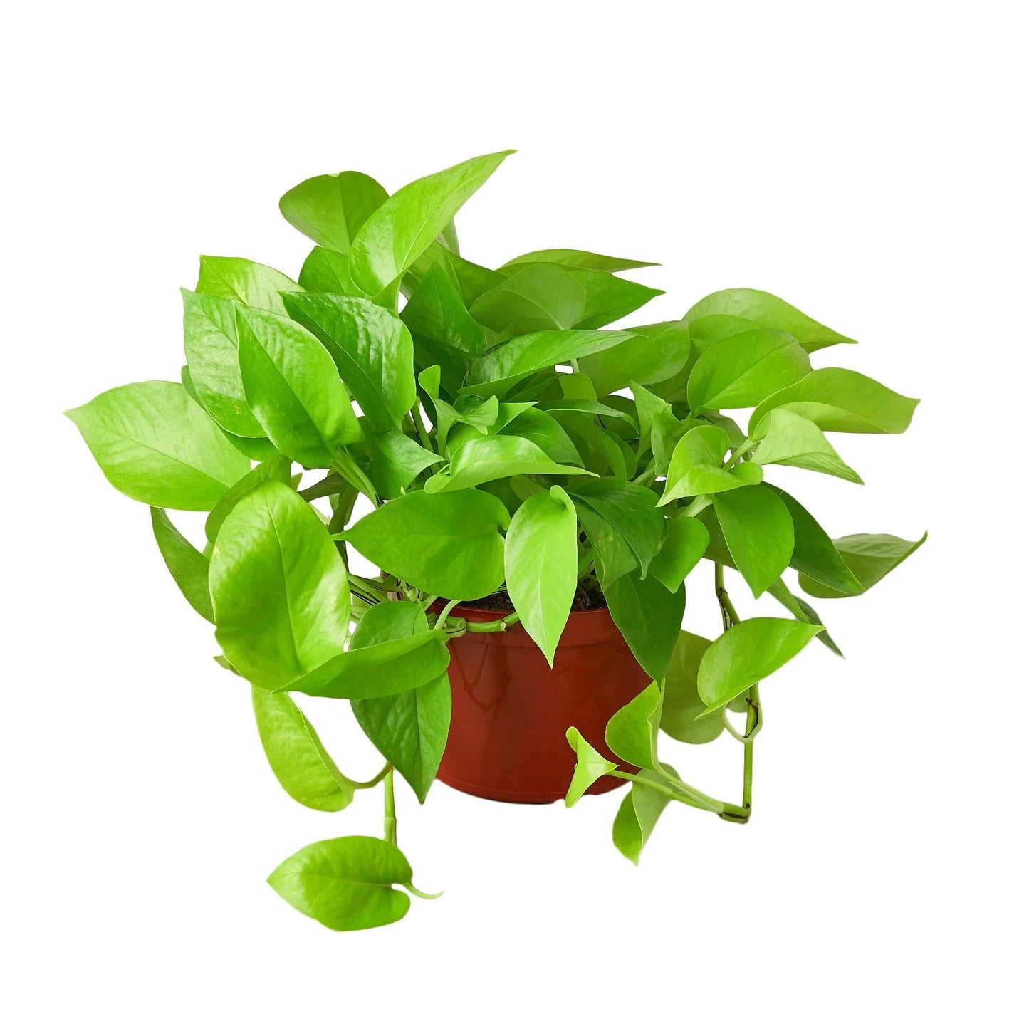 Neon Pothos | Bright, Trailing & Easy-Care Vine