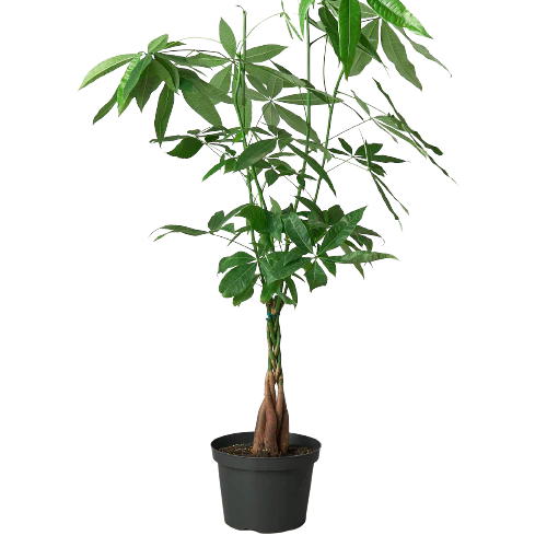 Money Tree | Braided Indoor Plant for Luck