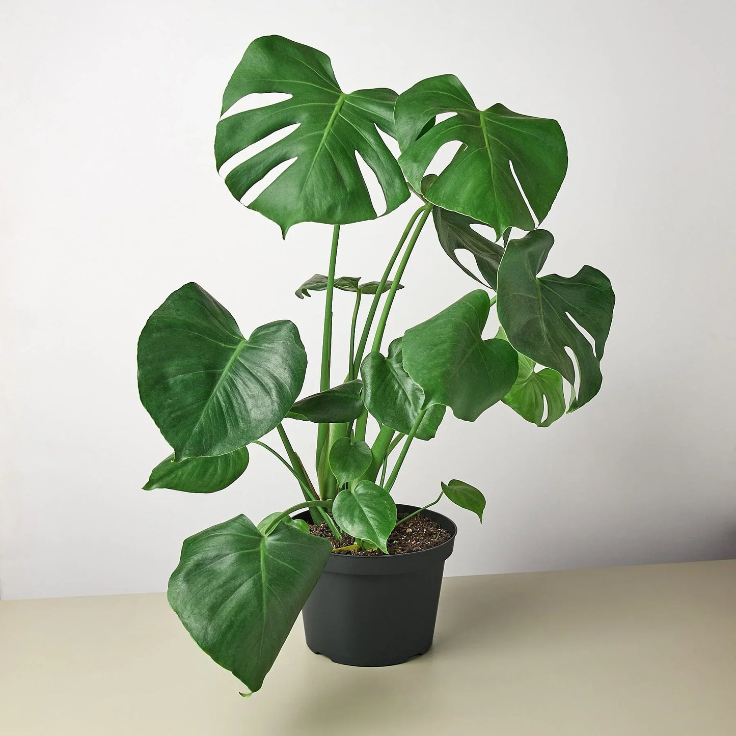 Monstera ‘Split-Leaf’ | Iconic, Lush Tropical Look