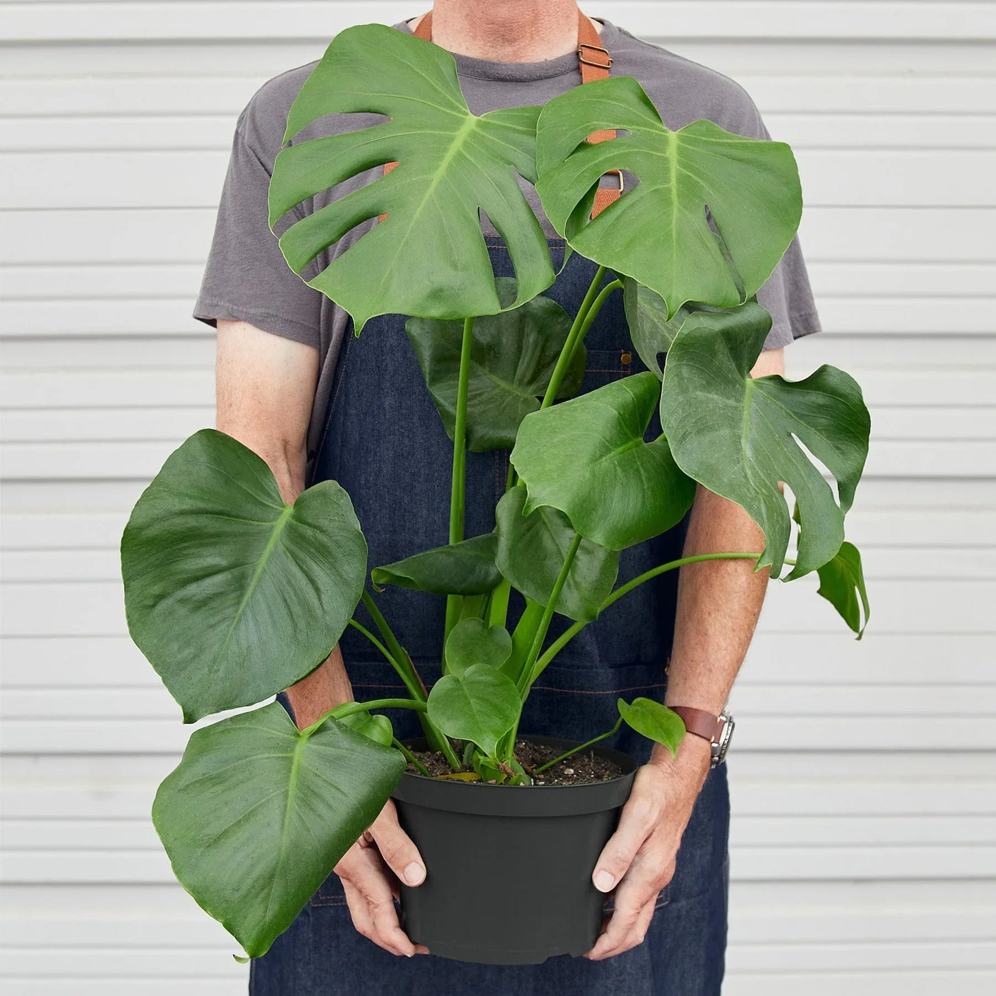 Monstera ‘Split-Leaf’ | Iconic, Lush Tropical Look
