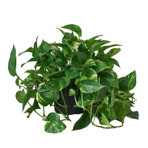 Golden Pothos | Trailing, Easy-Care Hanging Vine