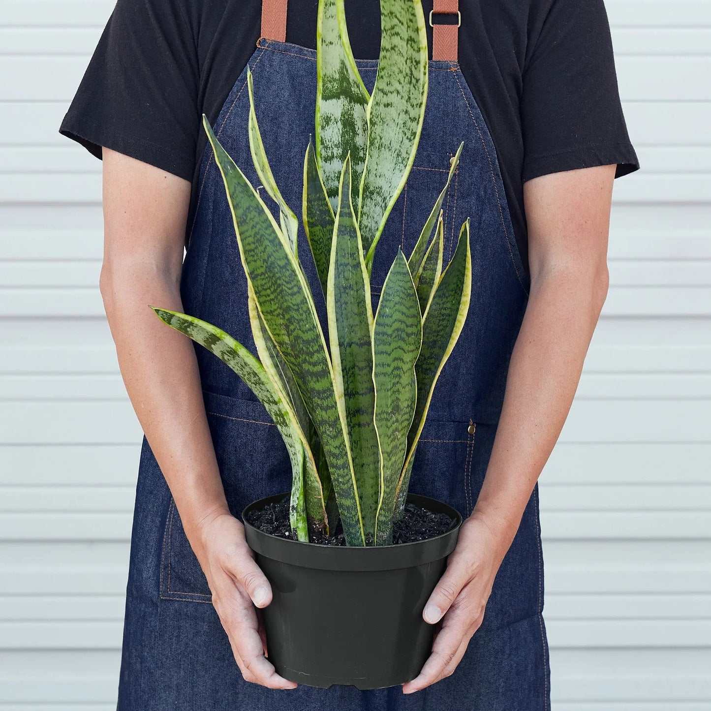 Snake Plant ‘Laurentii’ | Bold, Air-Purifying Foliage