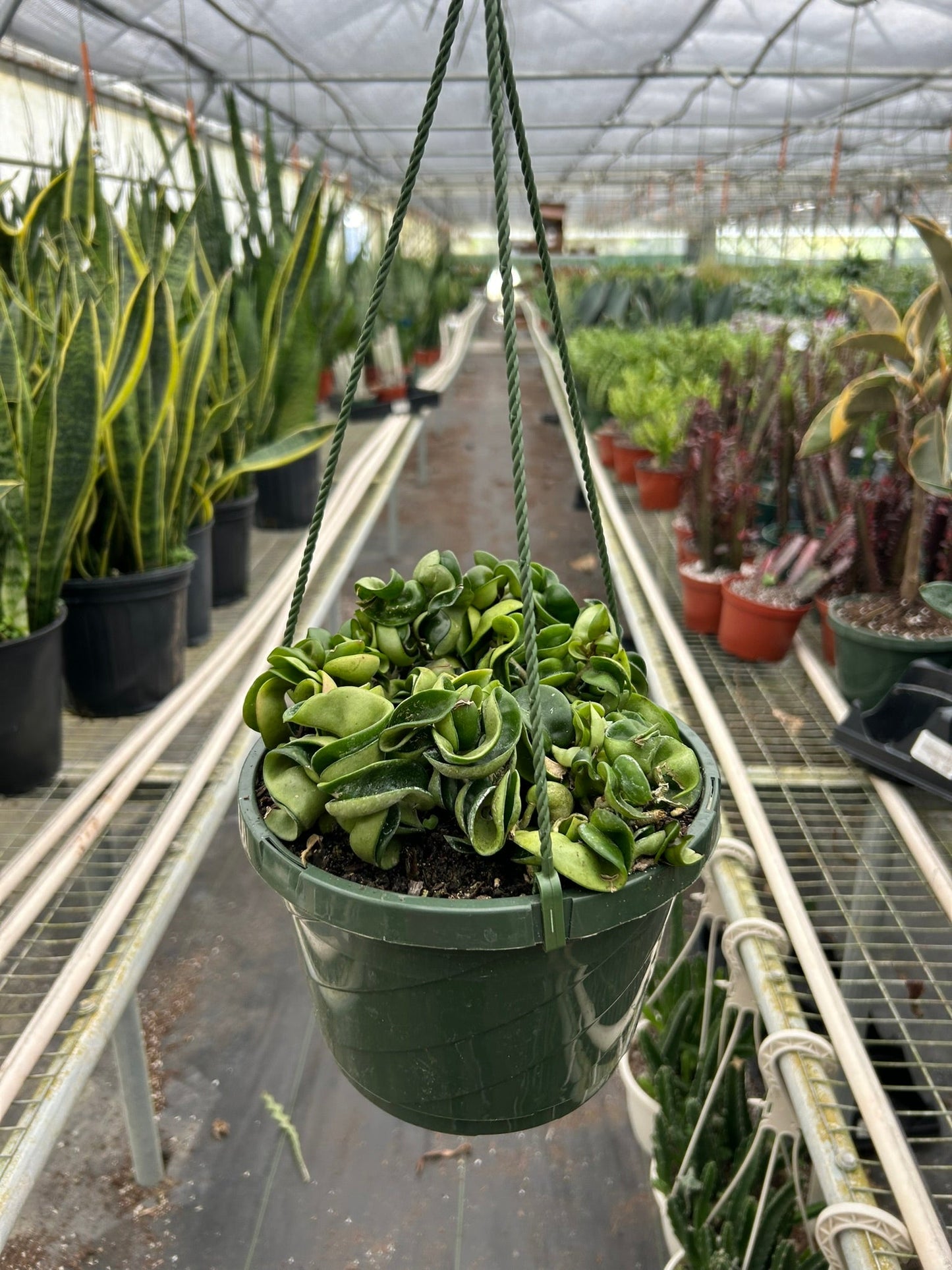 Hoya Rope Plant - Unique Krinkle Kurl Vine