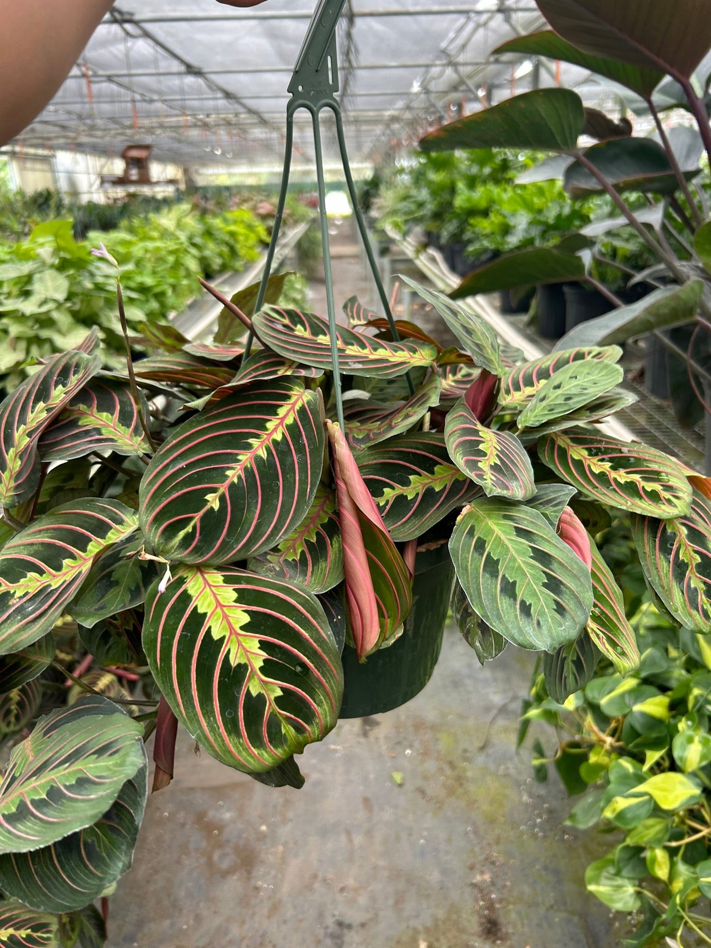 Red Prayer Plant | Pet-Safe Hanging Foliage