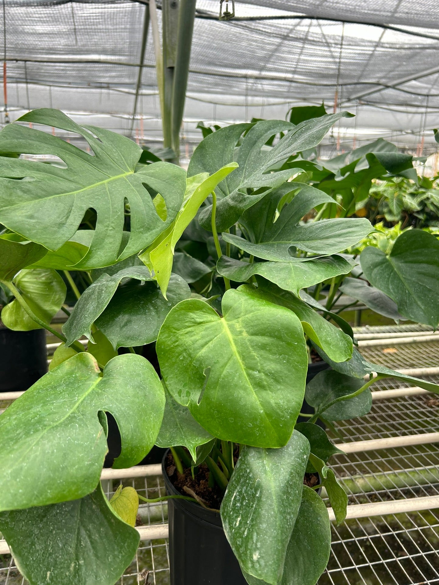 Monstera ‘Split-Leaf’ | Iconic, Lush Tropical Look