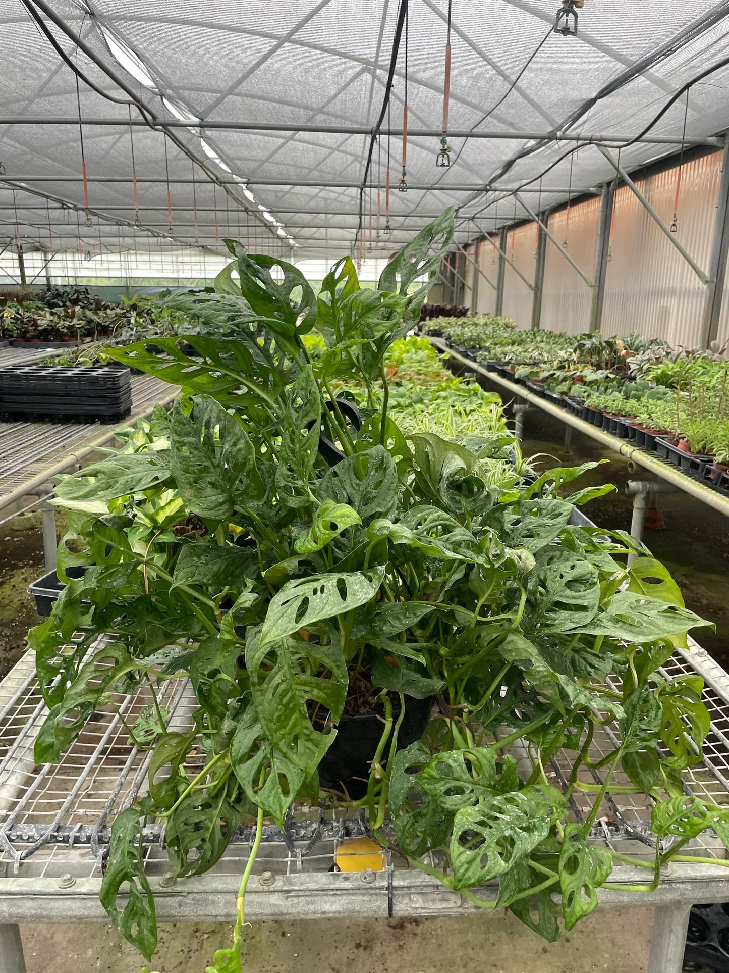 Monstera ‘Swiss Cheese’ | Climbing, Air-Purifying