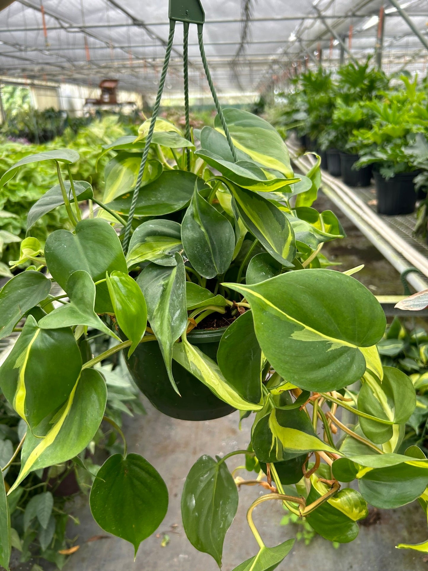 Philodendron ‘Brasil’ | Variegated, Easy Trailing