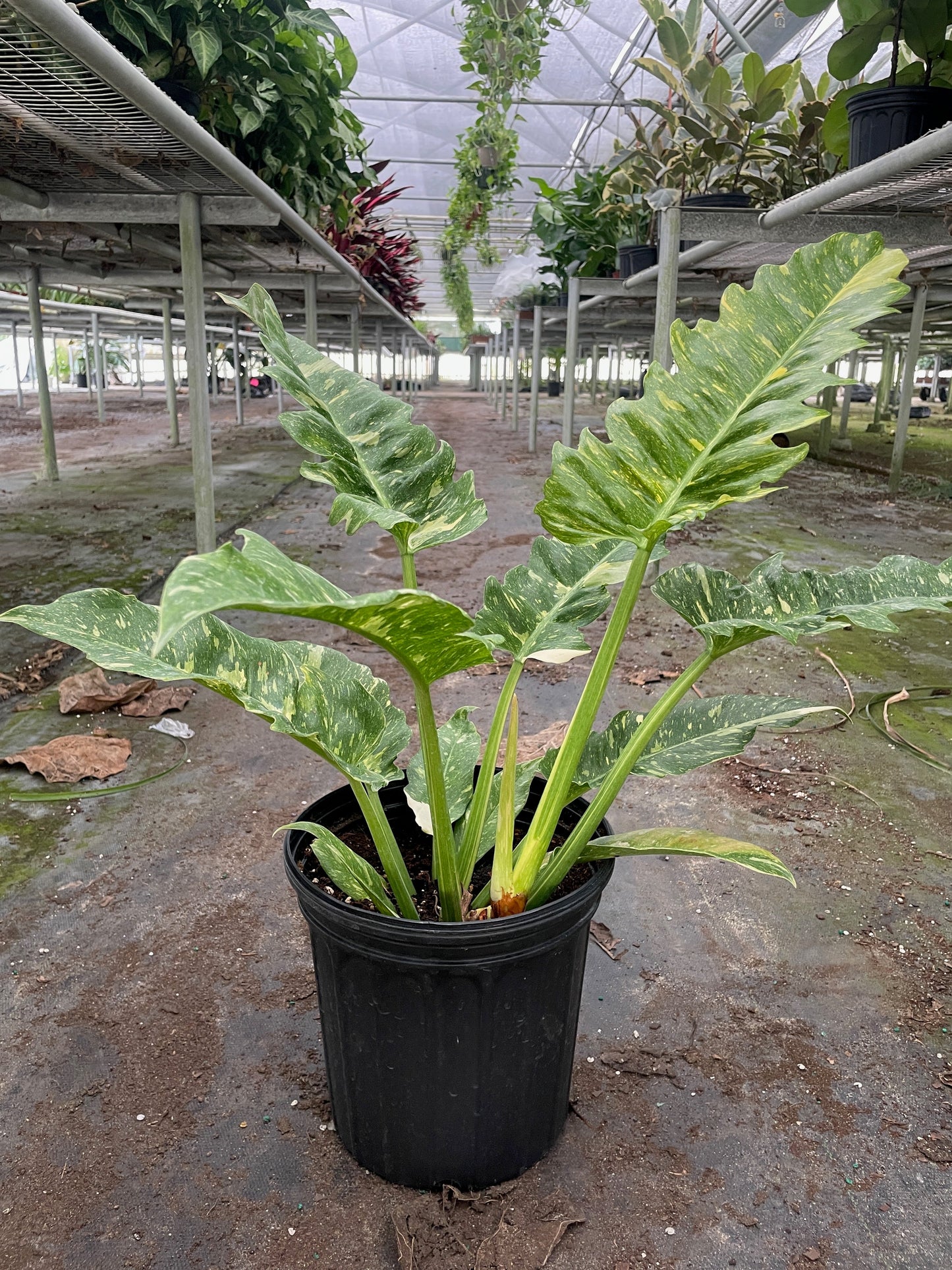 Philodendron 'Ring of Fire' - Variegated