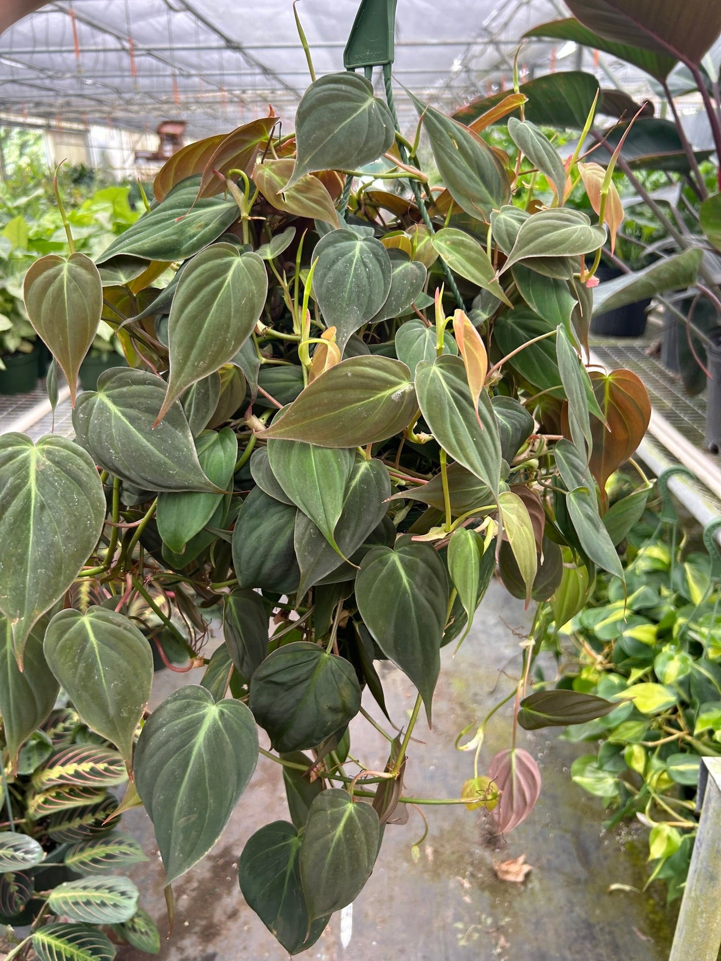Philodendron ‘Velvet’ | Lush Trailing Foliage Plant