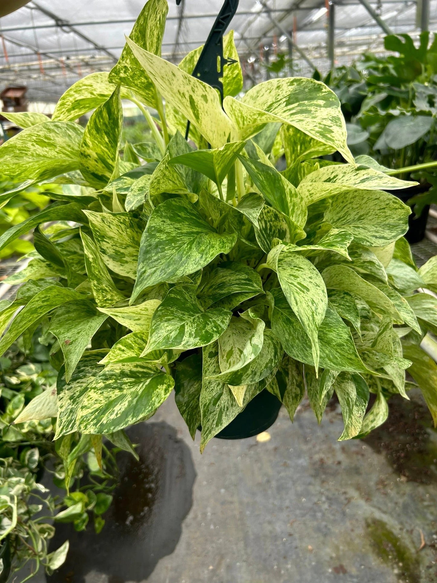 Easy-care Marble Queen pothos variegated leaves in green and cream patterned trail from a hanging pot. Shipped live by Plants & Roses Inc.