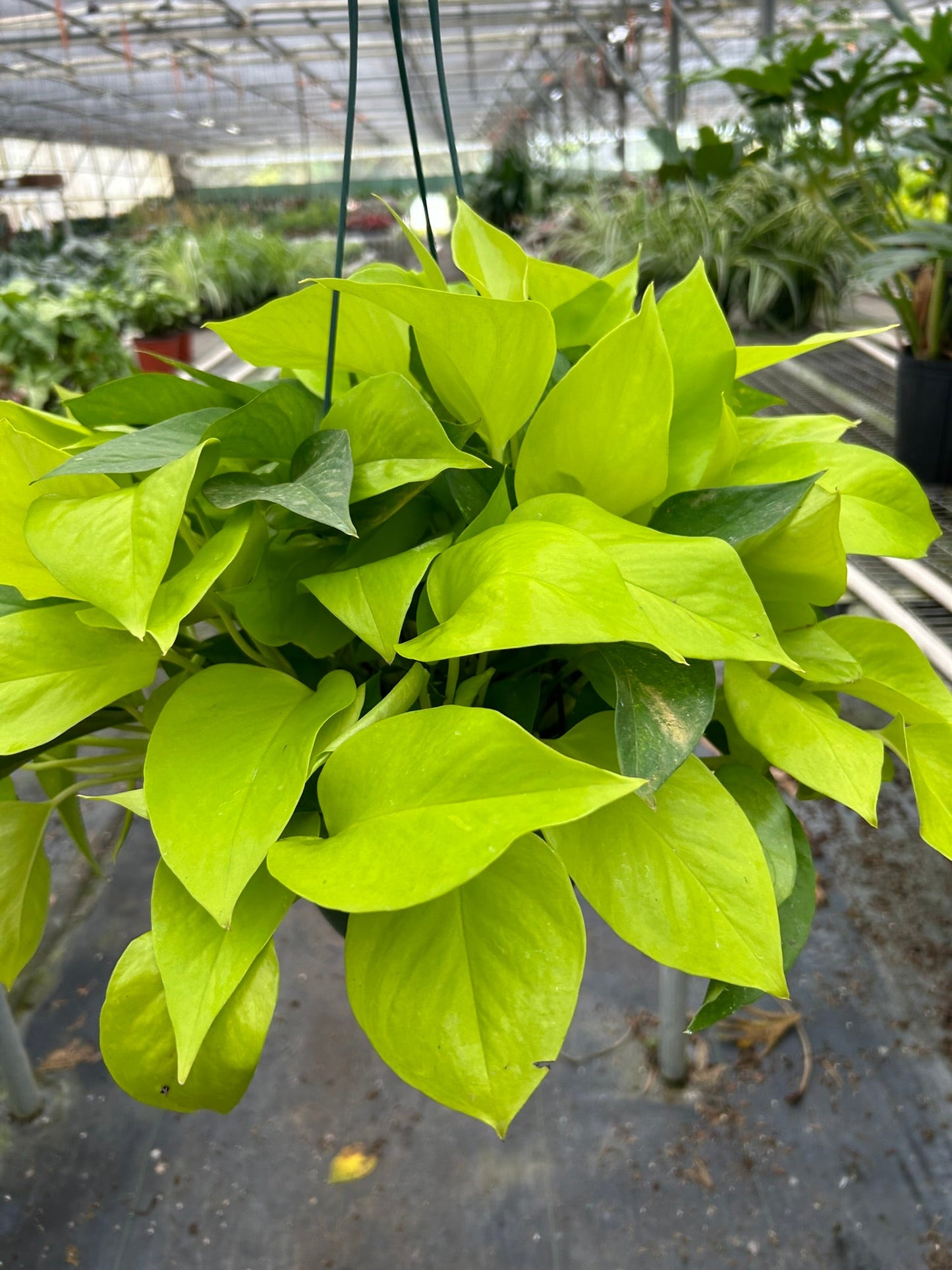 Neon Pothos | Bright, Trailing & Easy-Care Vine