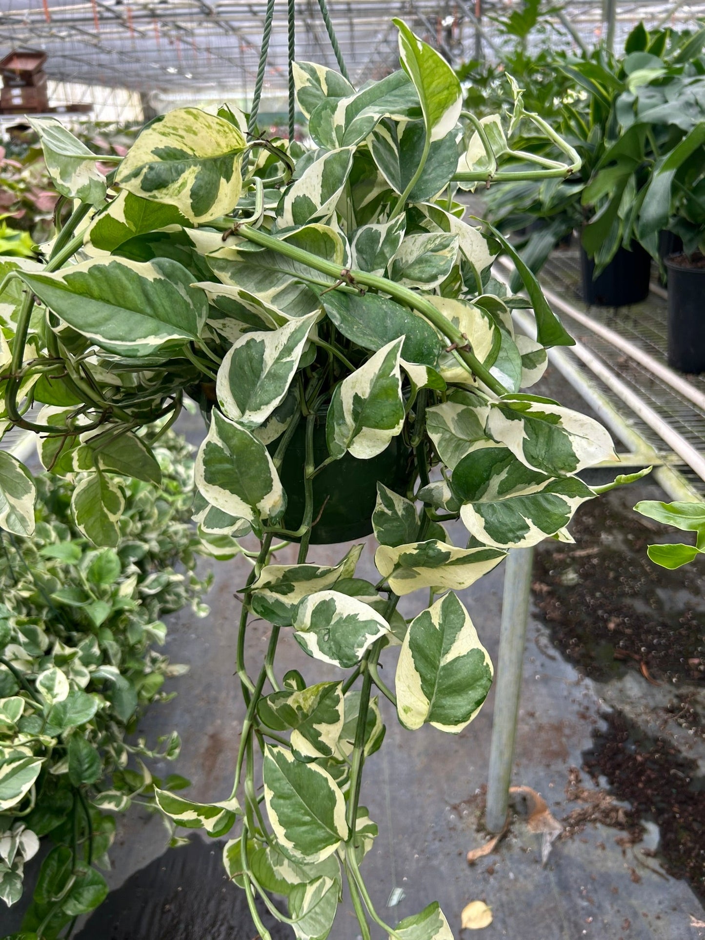 Pothos 'N’Joy' | Easy-Care Trailing Plant