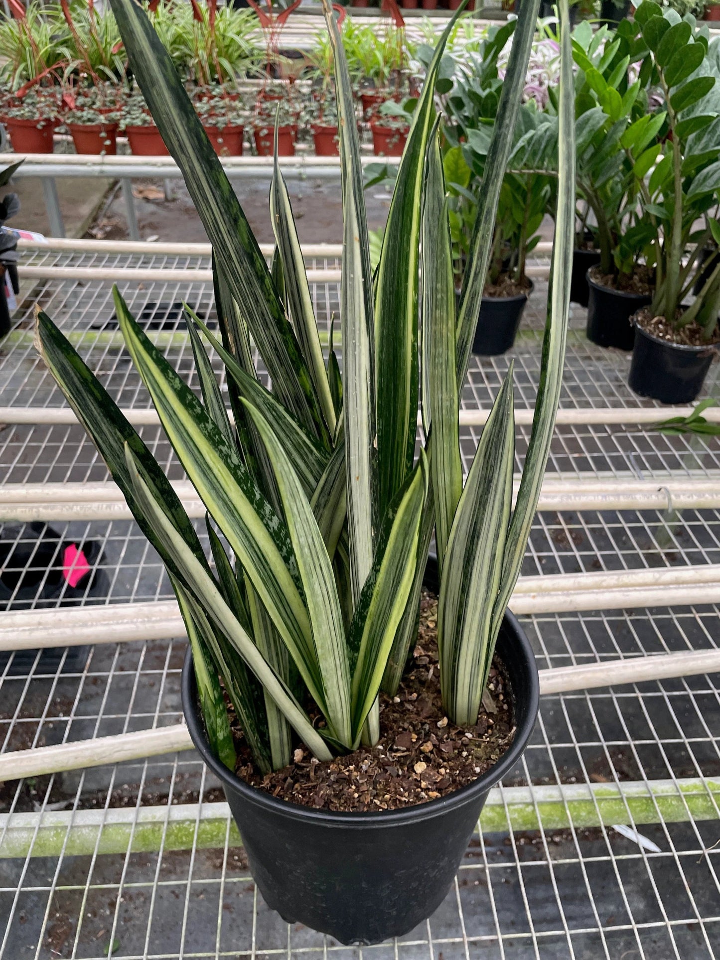 Easy-care variegated Snake Plant with bold green and cream striped leaves in a black pot. Shipped live by Plants & Roses Inc.