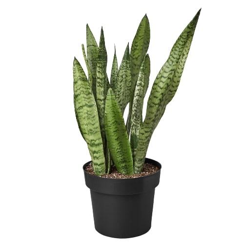 Snake Plant ‘Zeylanica’ | Bold, Easy-Care Air Purifier
