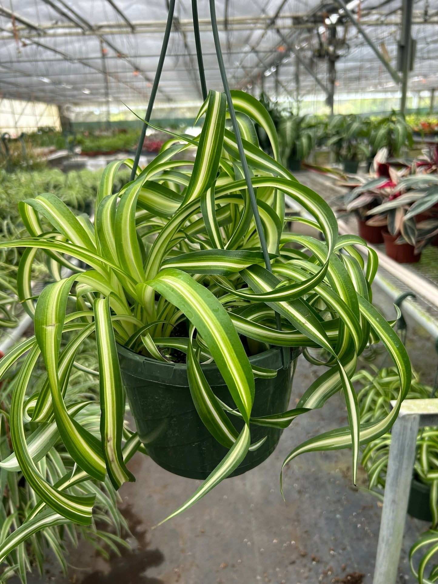 Spider Plant 'Bonnie' | Pet-Safe, Trailing Purifier