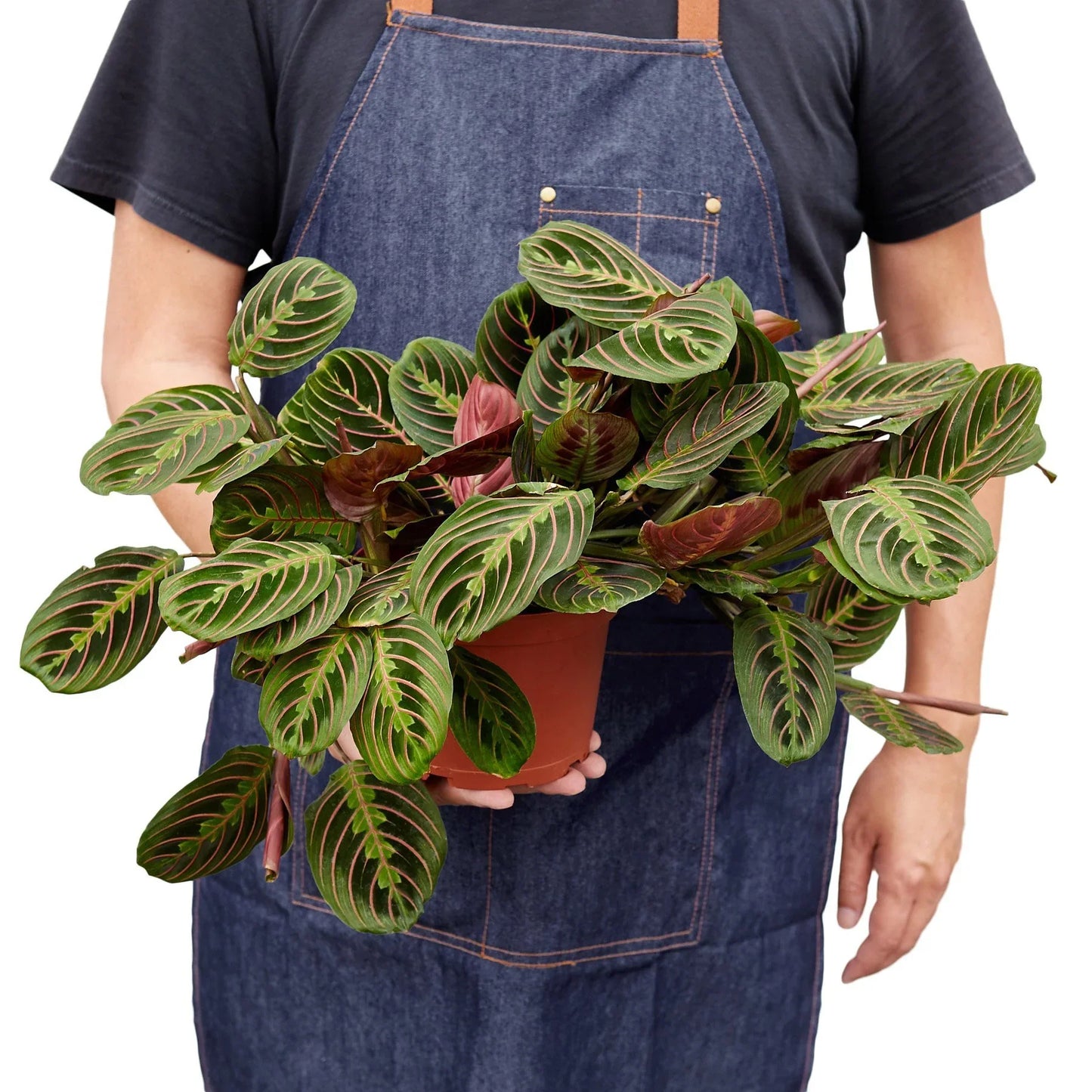 Red Prayer Plant | Pet-Safe Hanging Foliage
