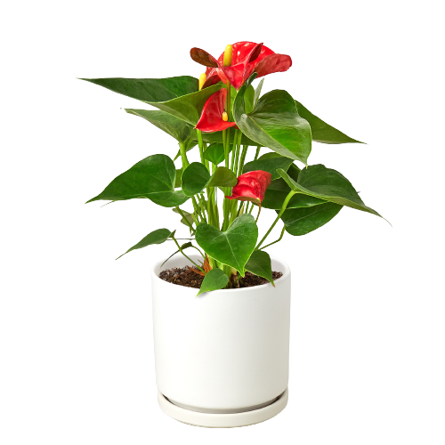 Anthurium 'Red' - Vibrant Flamingo Flower