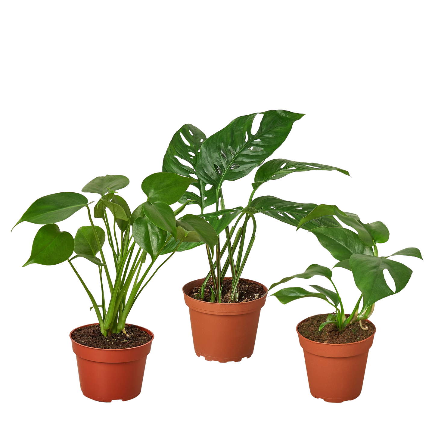 Monstera Deliciosa (Monstera deliciosa) Air-Purifying Plant - 3-Pack