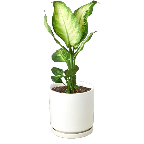 Easy-care Dieffenbachia Camille plant with variegated lime and cream leaves in a white ceramic pot. Shipped live by Plants & Roses Inc.