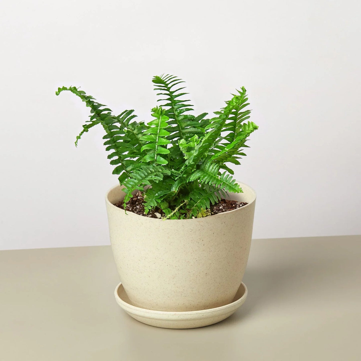 Jester's Crown Fern - Unique Sword Fern