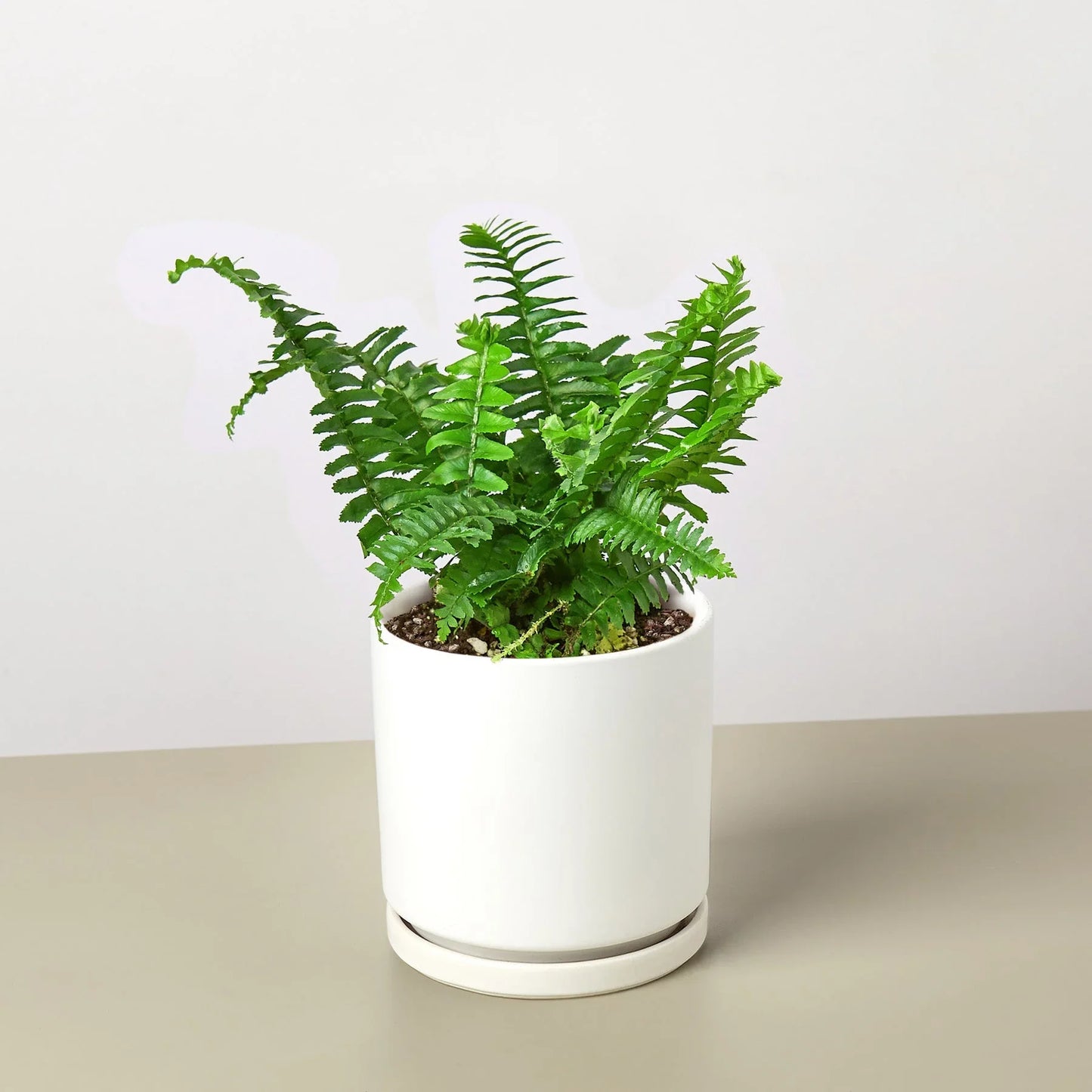Jester's Crown Fern - Unique Sword Fern