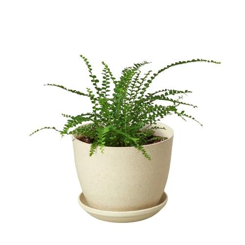 Easy-care lemon button fern in a beige 12 inch pot with saucer. Arching fronds reveal bright lime green leaflets. Shipped live by Plants & Roses Inc.