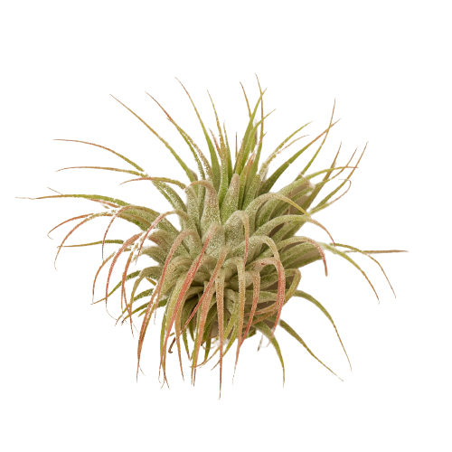 Tillandsia Ionantha | Pet-Friendly Air Plant