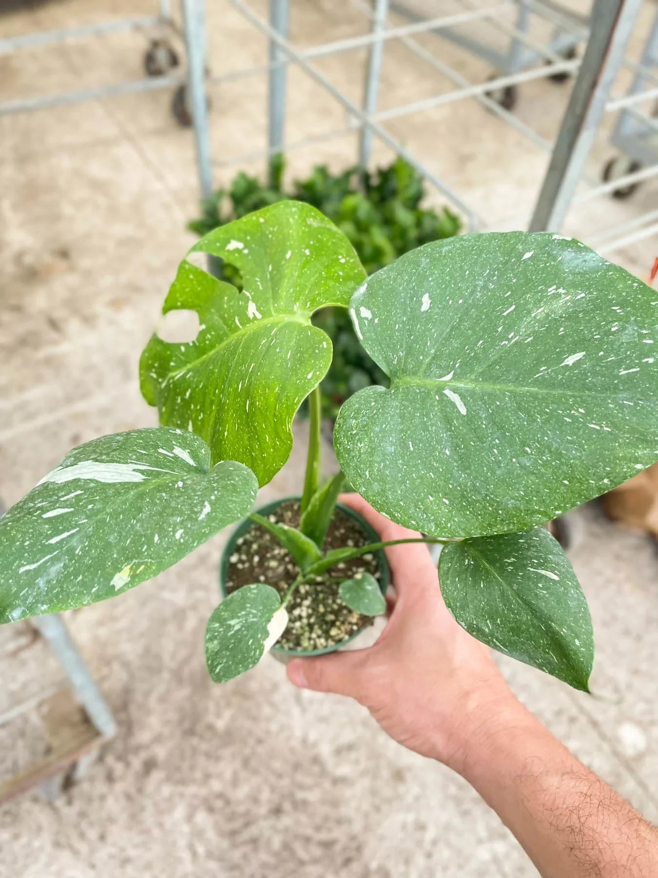 Monstera 'Thai Constellation' - Variegated