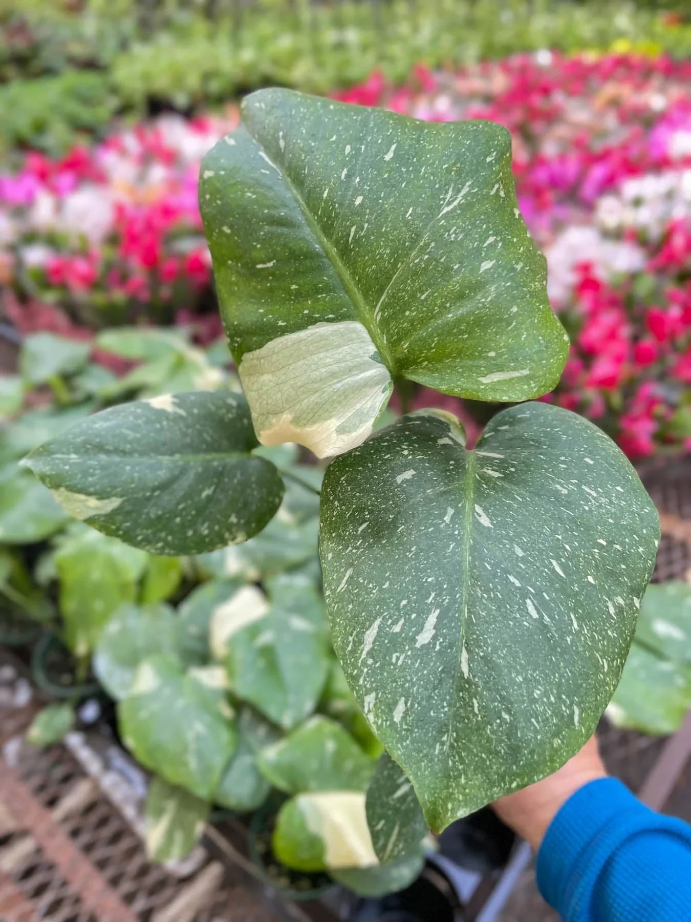 Monstera 'Thai Constellation' - Variegated