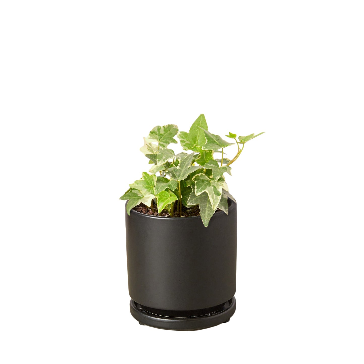 English Ivy 'Glacier' - Variegated Hedera helix