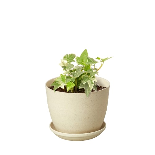 English Ivy 'Glacier' - Variegated Hedera helix