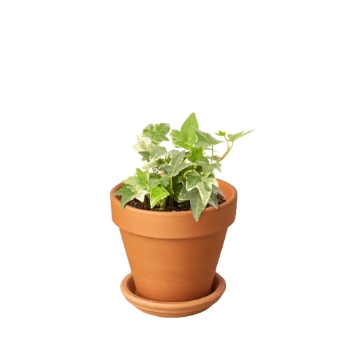 English Ivy 'Glacier' - Variegated Hedera helix