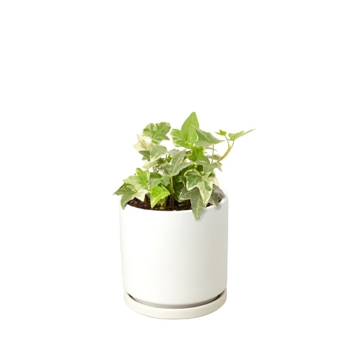 English Ivy 'Glacier' - Variegated Hedera helix
