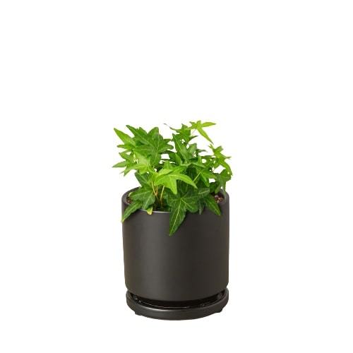 English Ivy | Fast-Growing, Classic Indoor Vine