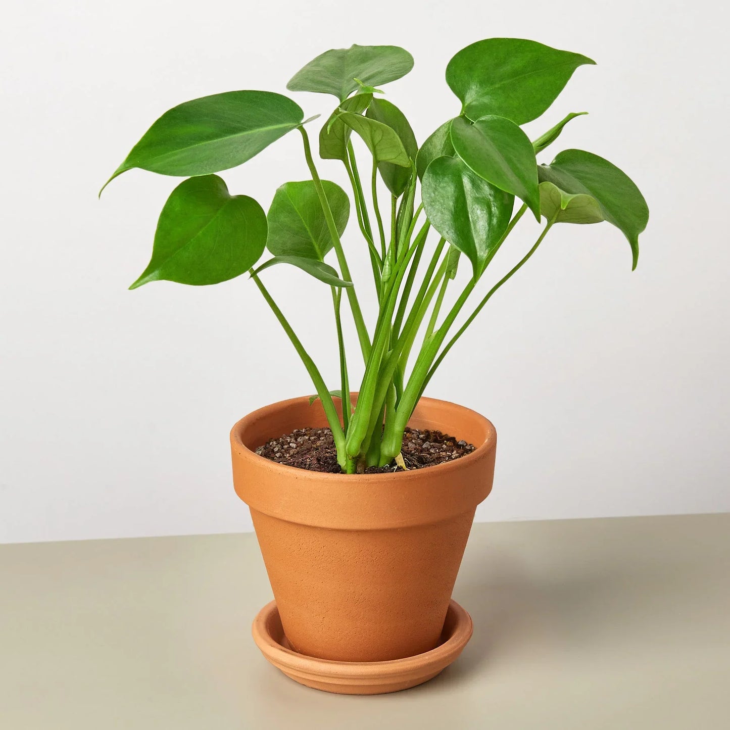 Monstera ‘Split-Leaf’ | Iconic, Lush Tropical Look