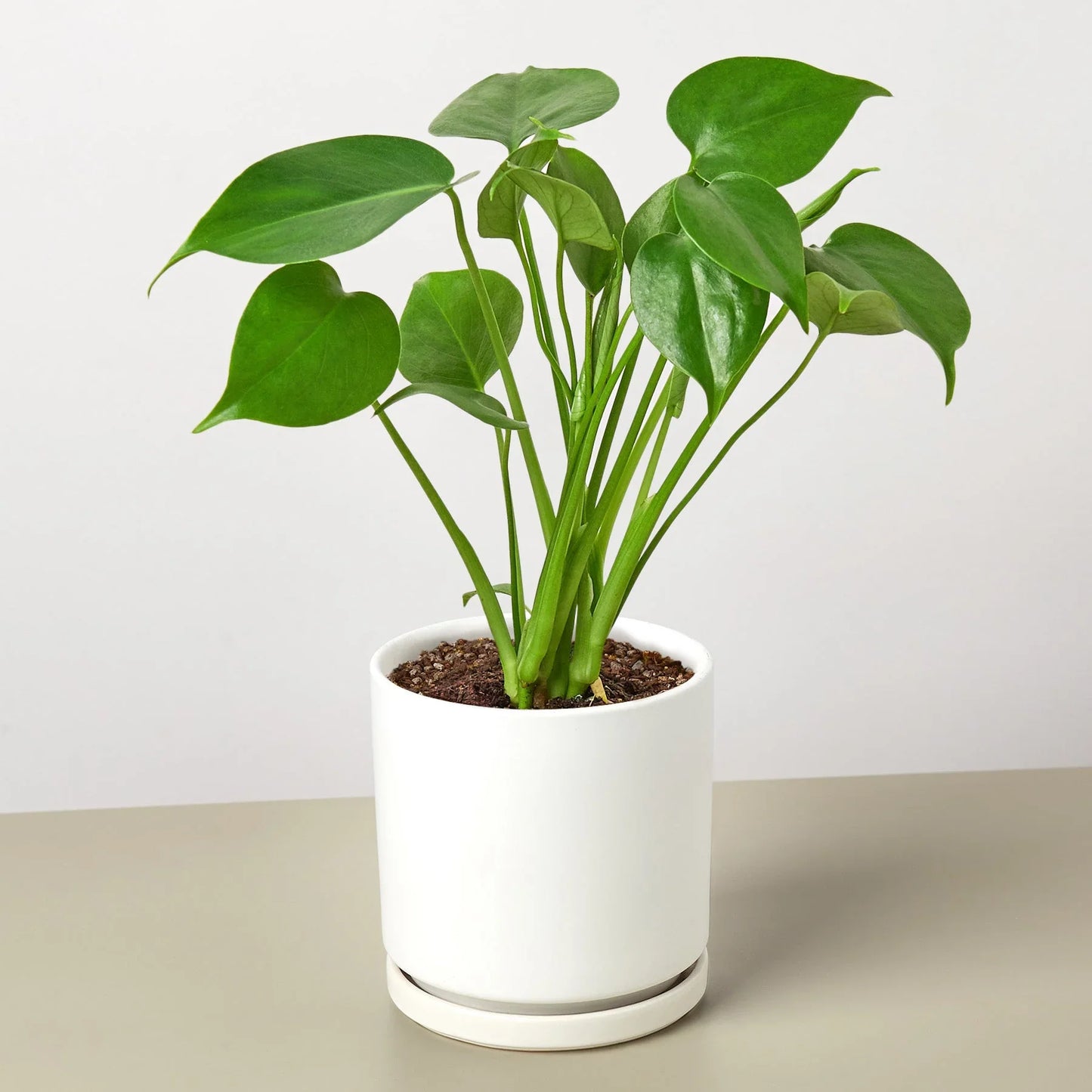 Monstera ‘Split-Leaf’ | Iconic, Lush Tropical Look