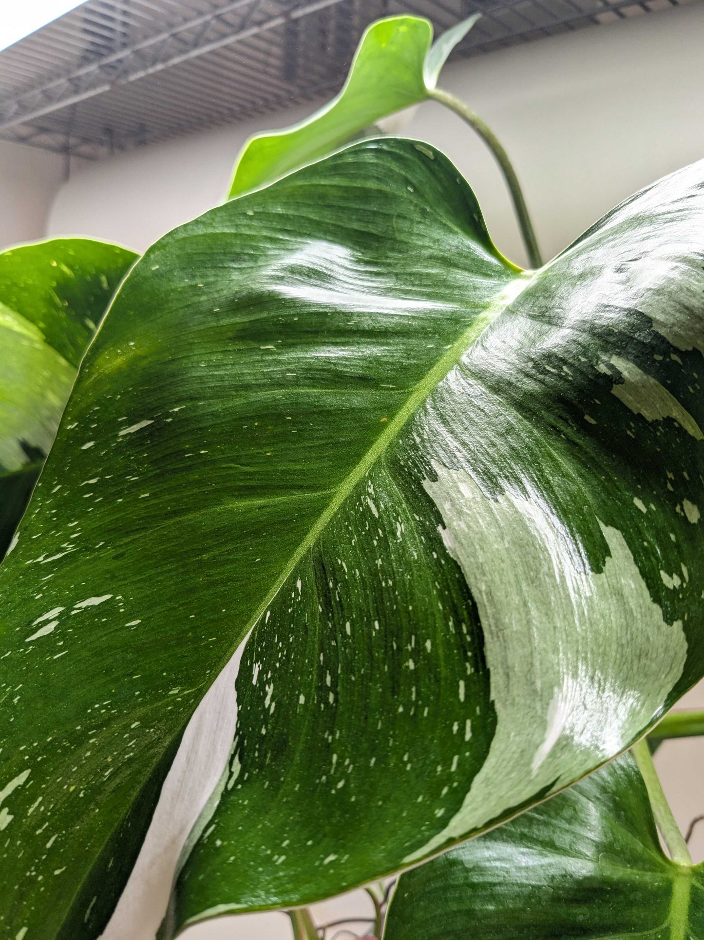 Philodendron 'White Princess' - Dazzling Variegated Aroid