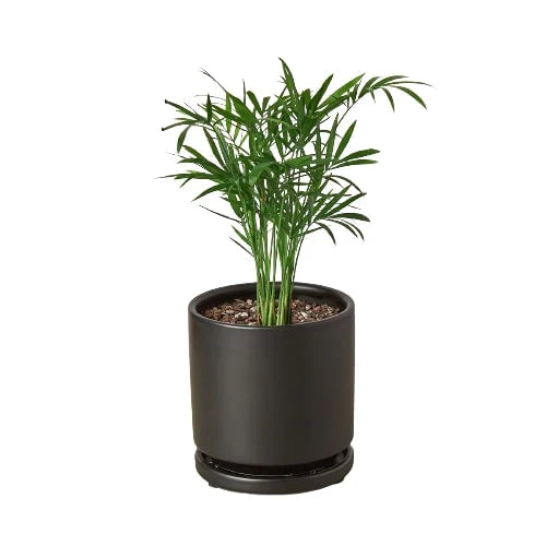 Parlor Palm | Pet-Friendly, Low Light Air Purifier