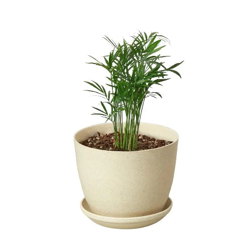 Parlor Palm | Pet-Friendly, Low Light Air Purifier
