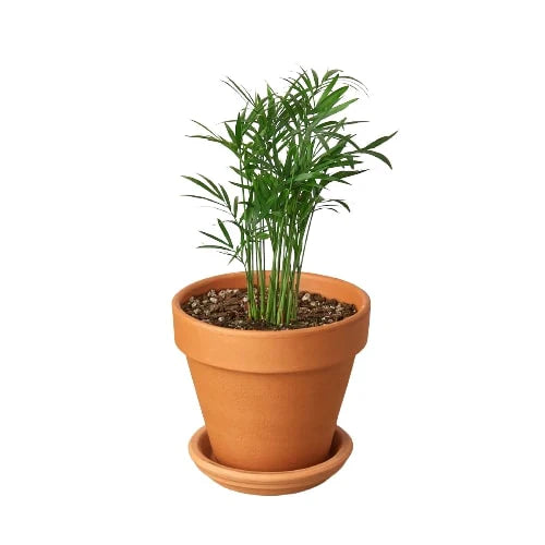 Parlor Palm | Pet-Friendly, Low Light Air Purifier