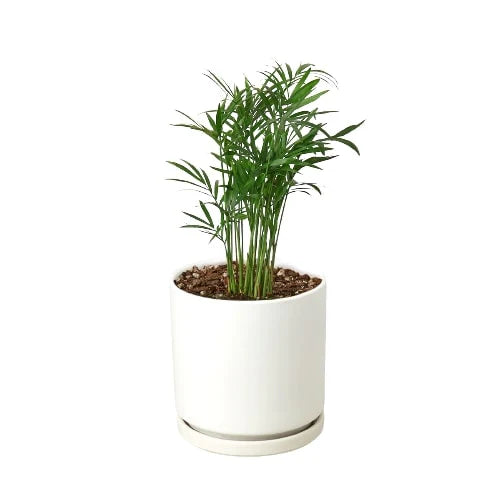 Parlor Palm | Pet-Friendly, Low Light Air Purifier