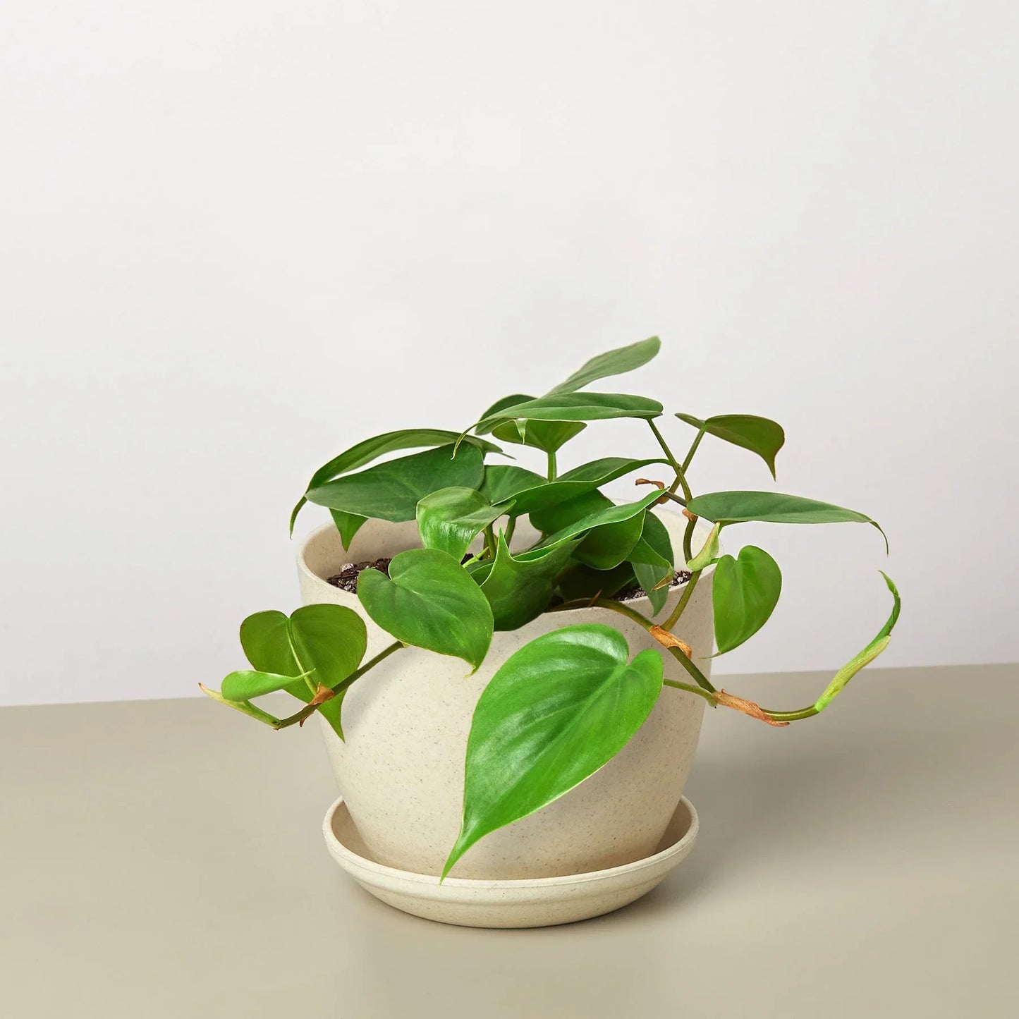 Philodendron Cordatum | Low Light Trailing Plant