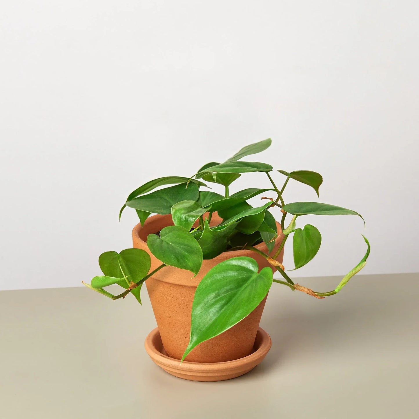 Philodendron Cordatum | Low Light Trailing Plant
