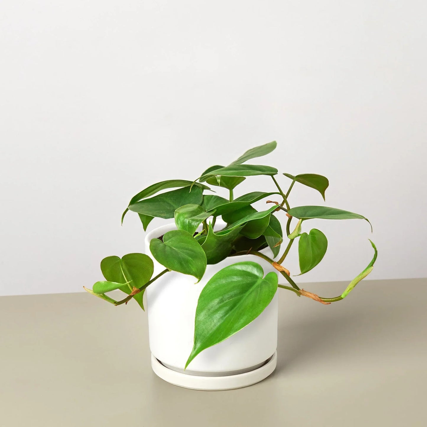 Philodendron Cordatum | Low Light Trailing Plant