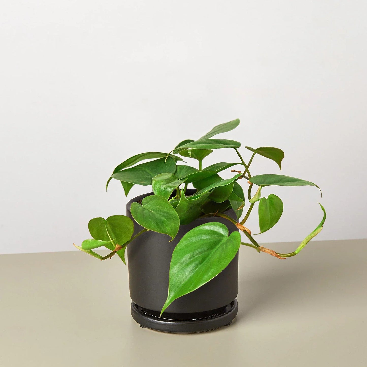 Philodendron Cordatum | Low Light Trailing Plant