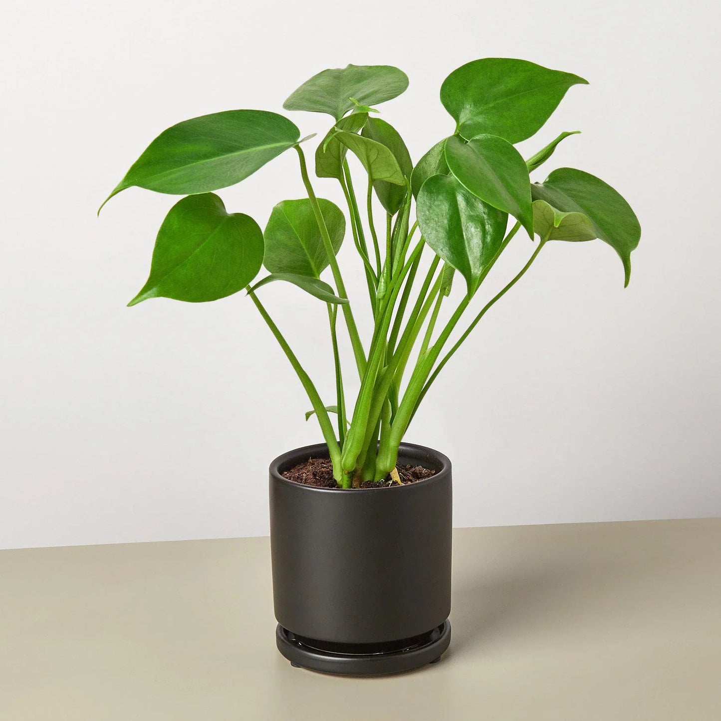 Monstera ‘Split-Leaf’ | Iconic, Lush Tropical Look